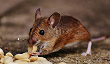 24 Hour & Emergency Exterminators in Canyon, MN